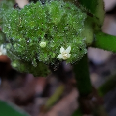 Psychotria helferiana