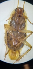 Blattella