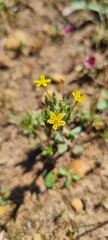 Zaluzianskya divaricata
