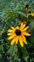 Lepidophora lepidocera