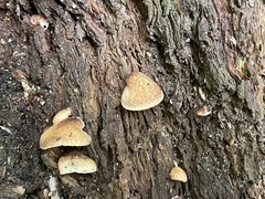 Crepidotus crocophyllus