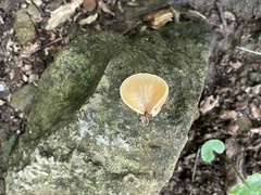 Crepidotus crocophyllus