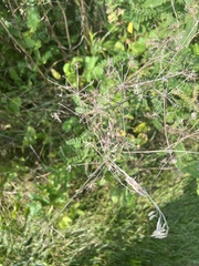 Pastinaca