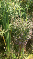 Typha latifolia