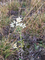 Pseudognaphalium macounii