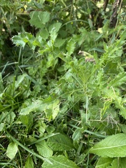 Cirsium