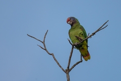 Amazona brasiliensis