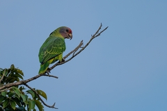Amazona brasiliensis