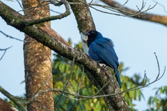Cyanocorax caeruleus