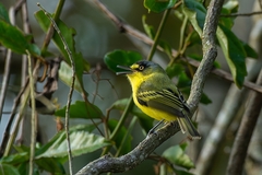 Todirostrum poliocephalum