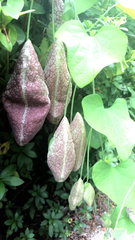 Aristolochia
