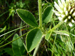 Trifolium montanum