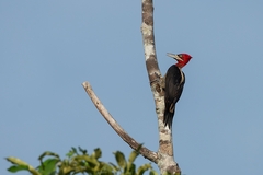 Campephilus robustus