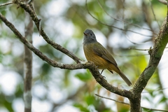 Mionectes rufiventris