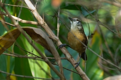 Cantorchilus longirostris