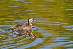 Tachybaptus ruficollis