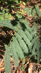 Albizia julibrissin