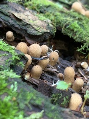 Pholiota squarrosoides