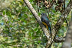 Trogon viridis