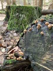 Pholiota squarrosoides