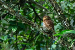 Glaucidium brasilianum