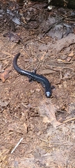 Plethodon cylindraceus