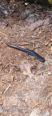 Plethodon cylindraceus