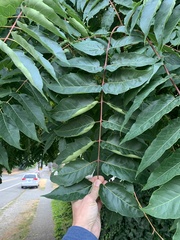 Ailanthus altissima