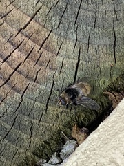 Merodon equestris
