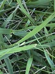 Neoconocephalus ensiger