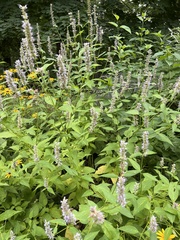 Agastache scrophulariifolia