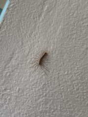 Scutigera coleoptrata
