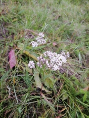 Achillea millefolium