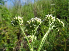 Achillea setacea