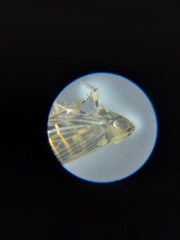 Cicadellidae