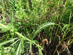 Achillea setacea