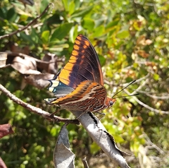 Charaxes jasius