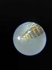 Cicadellidae
