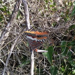Charaxes jasius