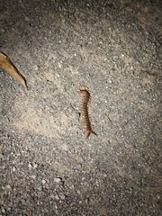 Scolopendra morsitans