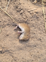 Microtus pennsylvanicus