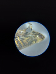 Cicadellidae