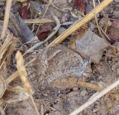 Pyronia cecilia