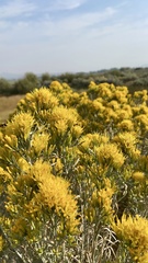 Chrysothamnus viscidiflorus