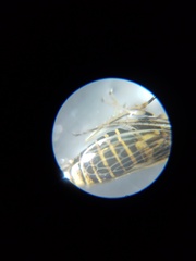 Cicadellidae