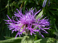 Centaurea nervosa