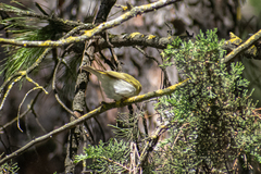 Phylloscopus sibilatrix
