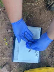 Thamnophis sirtalis pallidulus