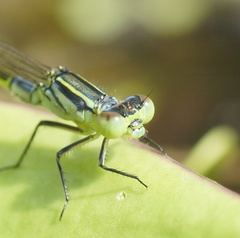 Ischnura pruinescens