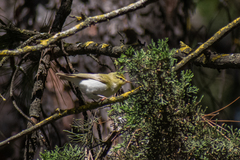 Phylloscopus sibilatrix